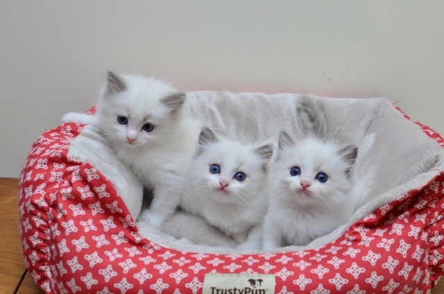 Past litter of kitten 